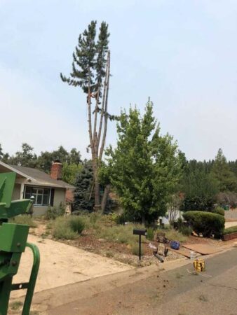 Tree Services