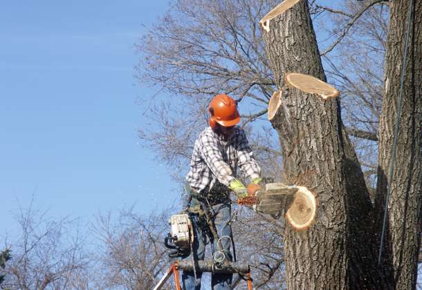 Choose Smart, Choose Tree Trimming in Folsom, CA