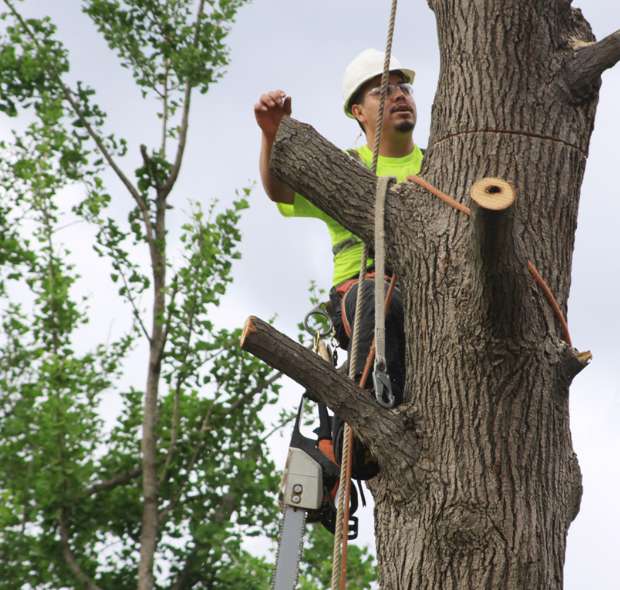 Discover the Advantages of Choosing Hv Tree Care for Your Tree Removal Needs