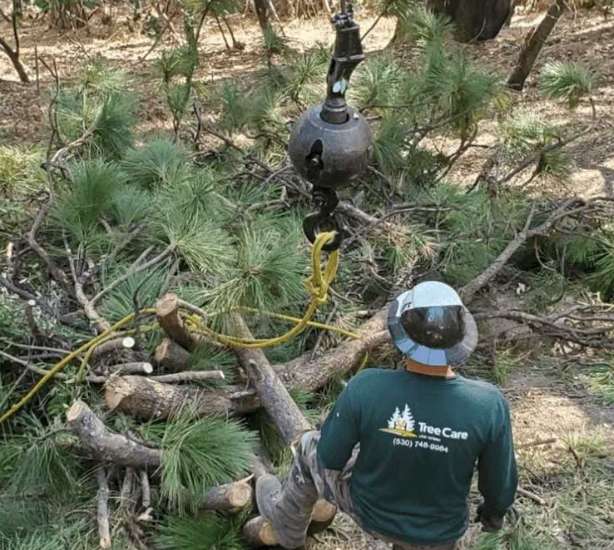 Discover Superior Tree Services in El Dorado Hills, Ca