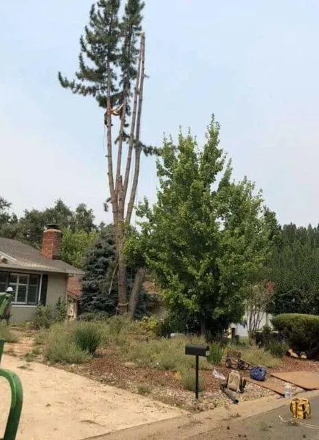 Discover Superior Tree Services in El Dorado Hills, Ca