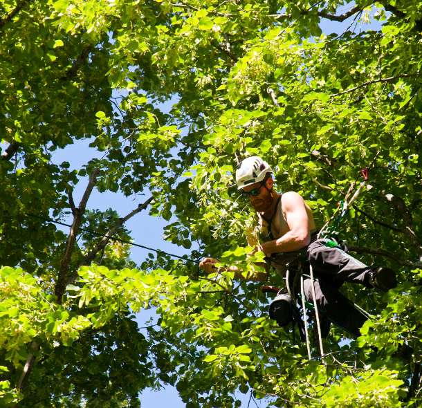 Discover Top-Quality Service with Hv Tree Care