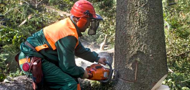 Expert Tree Removal in Folsom, CA - Trust Hv Tree Care for Superior Tree Management