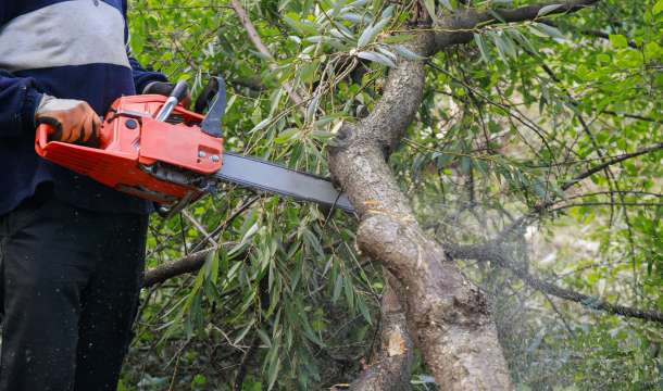 Explore Our Tree Removal Services in Folsom, CA, for Enhanced Care