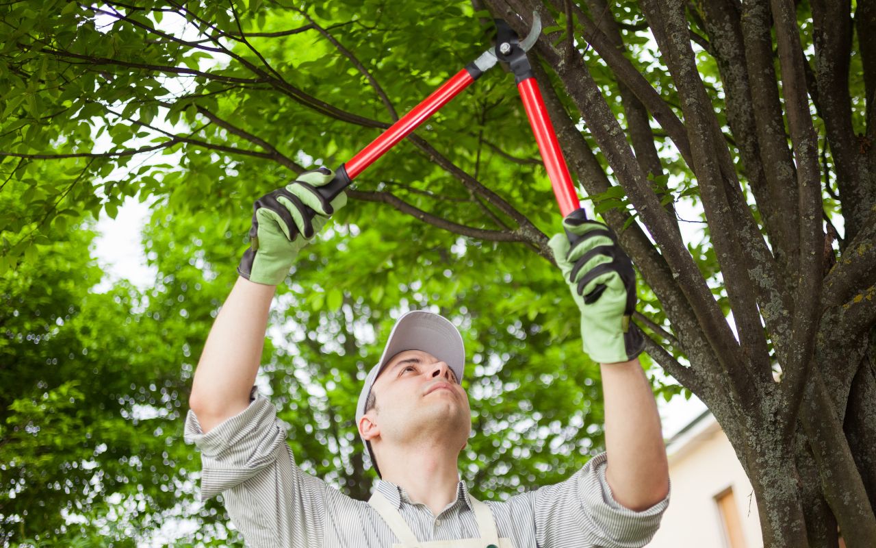 FAQs on Tree Pruning