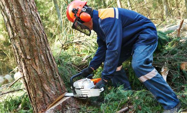 Get the Rewards of Professional Tree Services