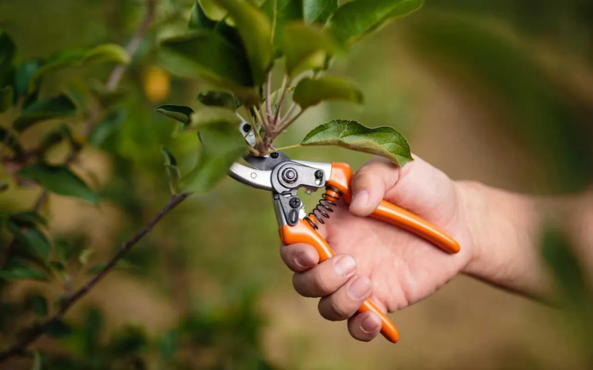 The Importance of Tree Pruning: Benefits and Techniques