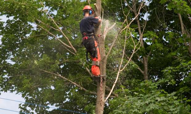 Optimize Your Trees' Health: Tree Trimming in El Dorado Hills, Ca