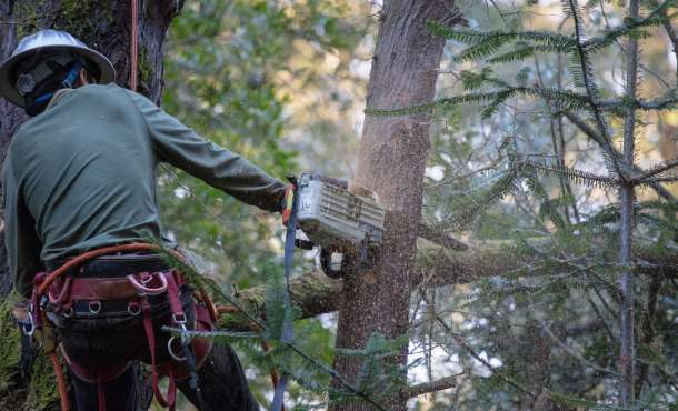 Perfect Your Garden with Premier Tree Trimming