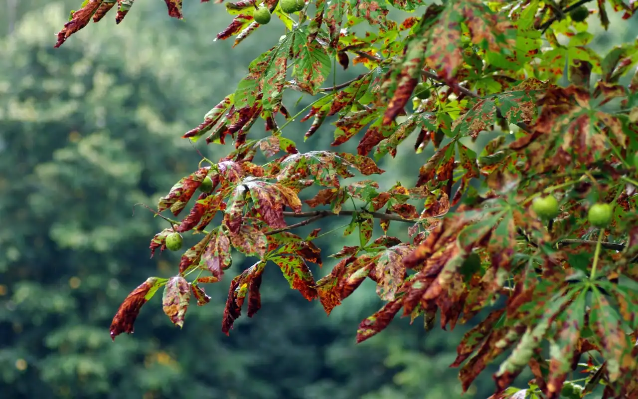 Identifying Common Tree Diseases and How to Treat Them