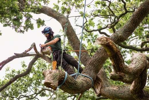 TREE REMOVAL