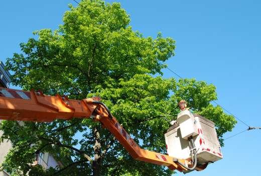 TREE TRIMMING