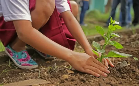 Guide to planting trees in autumn, focusing on optimal root development.