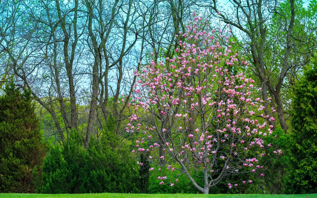 Best time to plant trees in spring, showcasing ideal planting conditions.