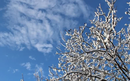 Winter tree care tips, emphasizing planting in mild winter regions.