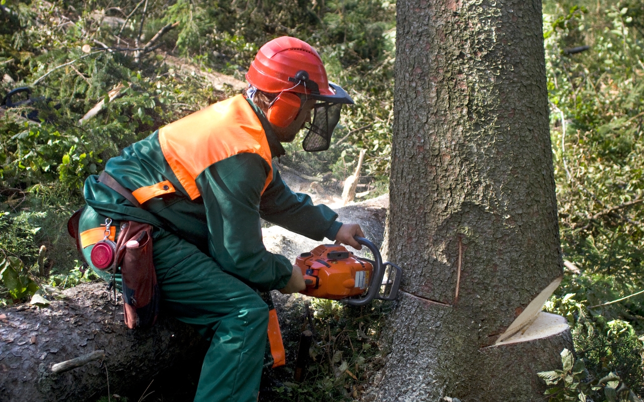 Steps to safely remove a tree, showing safety gear and techniques.