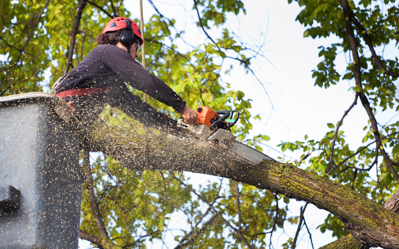 Professional arborist safely removing a large tree near residential property.