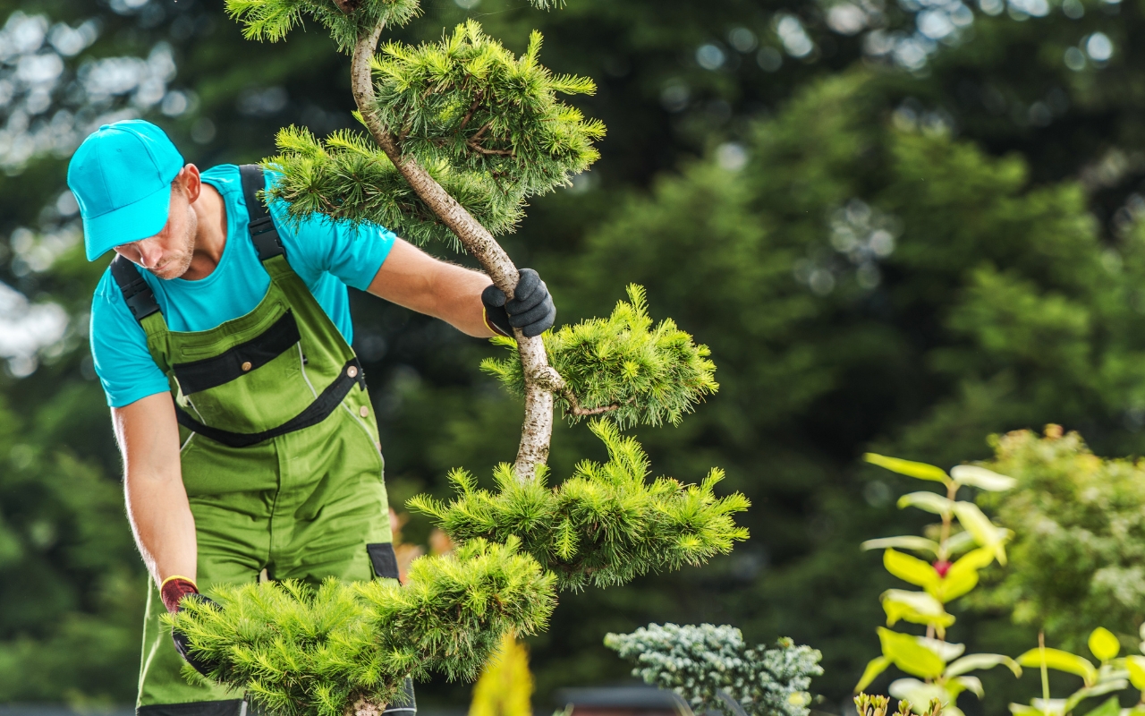 Assessing tree health and risks before removal for property safety.