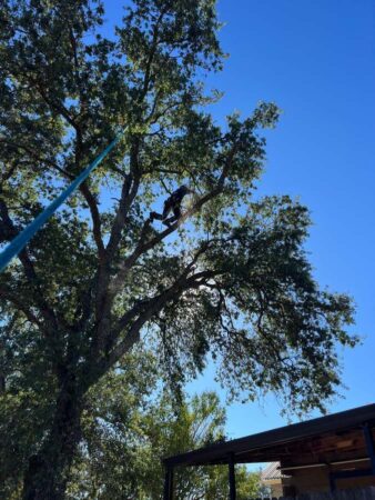 Tree Services - HV Tree Care