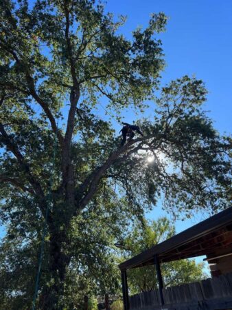 Tree Services - HV Tree Care