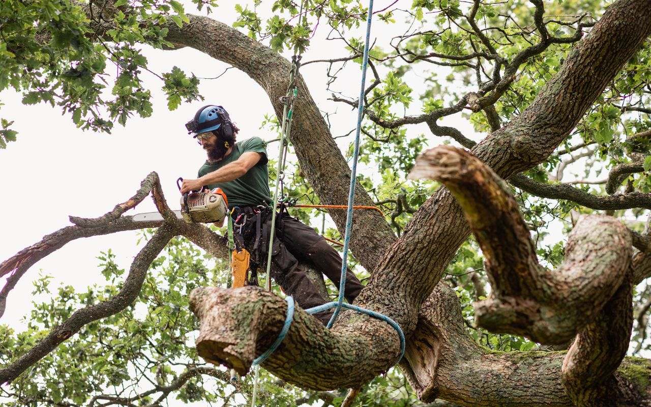 Emergency tree removal procedures in Granite Bay