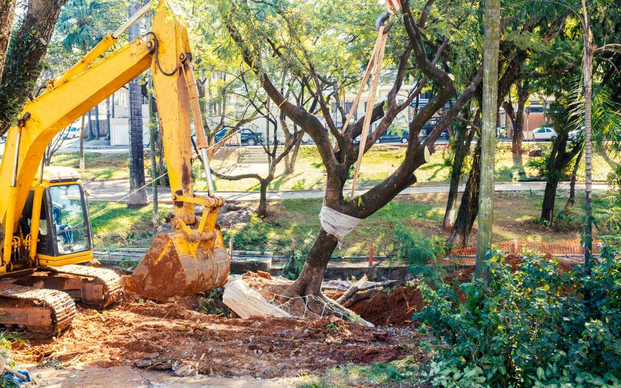 Professional tree removal services ensuring safe tree removal.