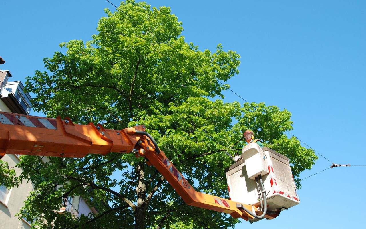 Safety gear for tree trimming in Granite Bay.