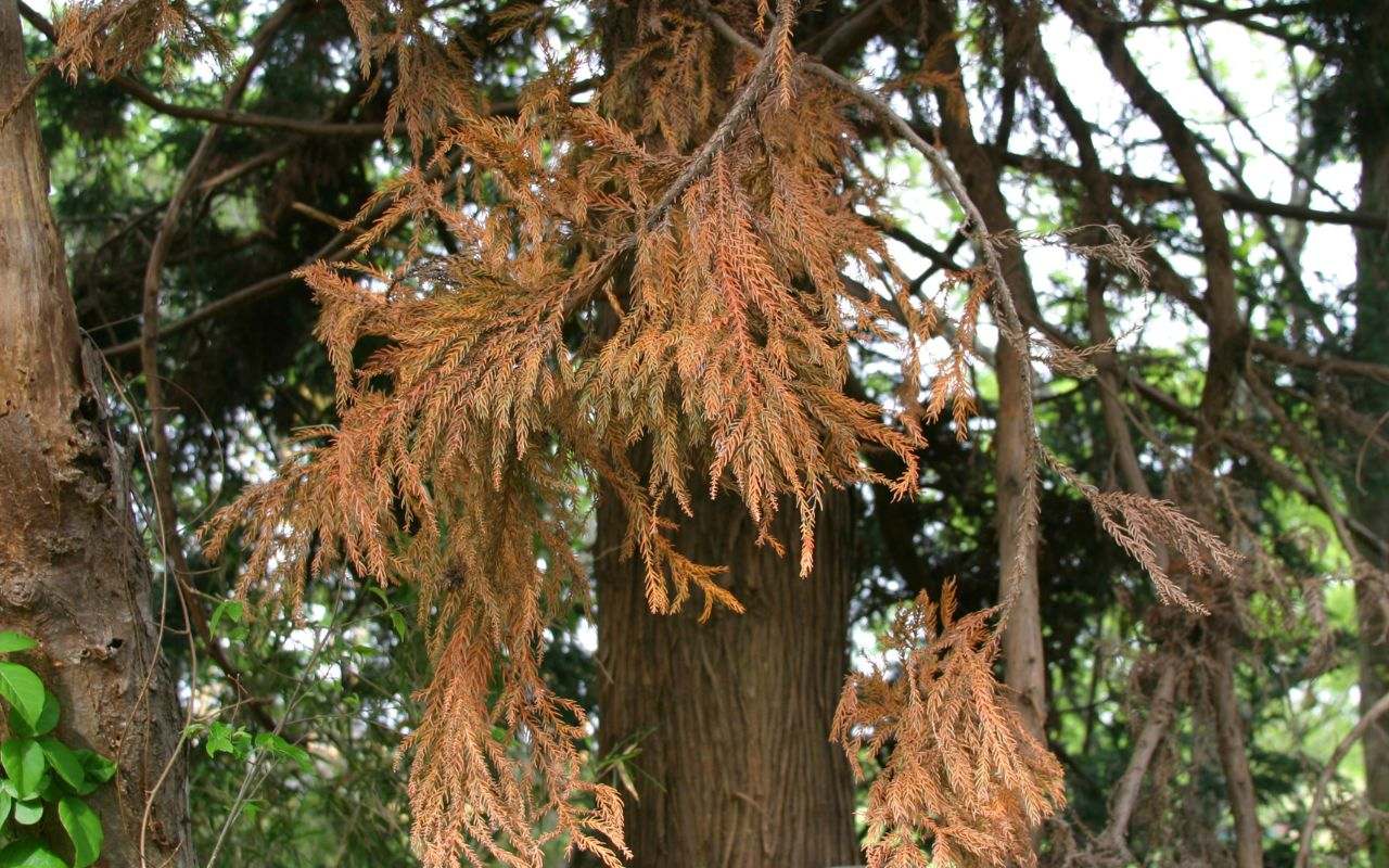 Signs of tree damage that indicate when to remove a tree for safety.