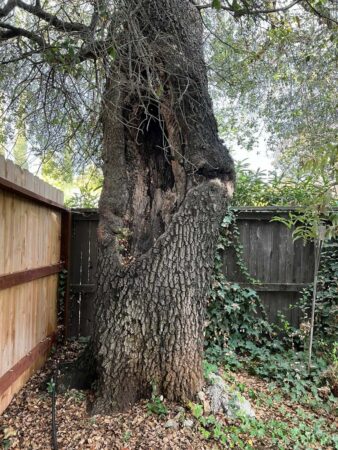 Tree Services - HV Tree Care