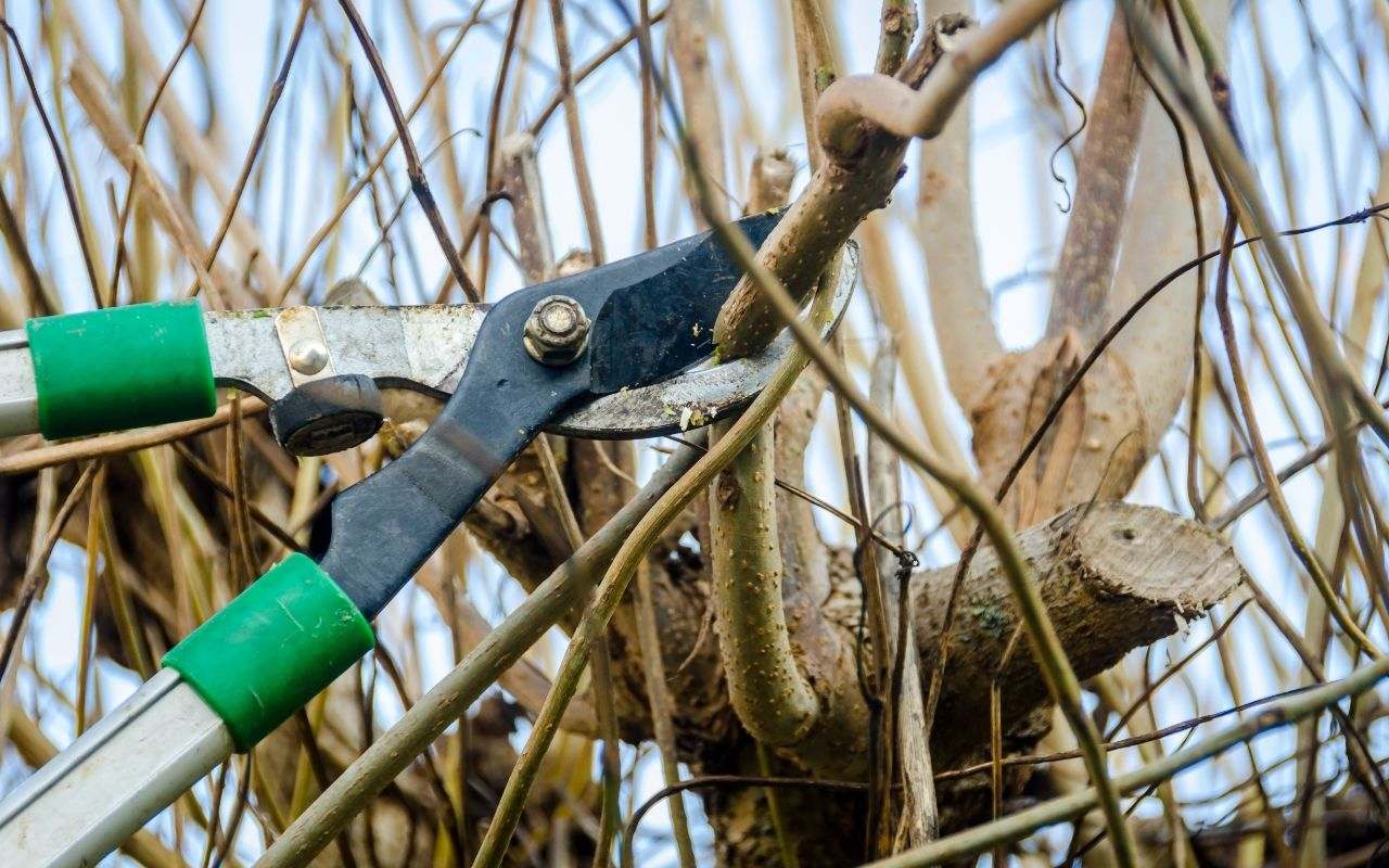 Essential safety tools for learning how to trim a tree properly