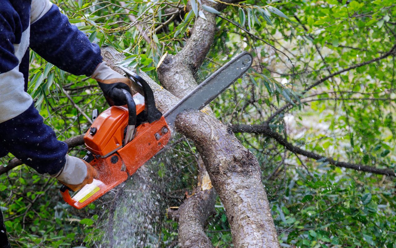 Vibrant yard showcasing tree trimming benefits in El Dorado Hills