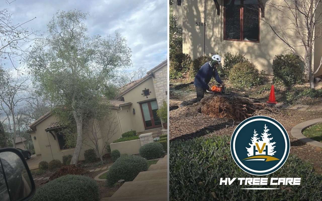 Certified arborist performing emergency tree removal after storm damage in Placerville, CA – HV Tree Care 24/7 service.
