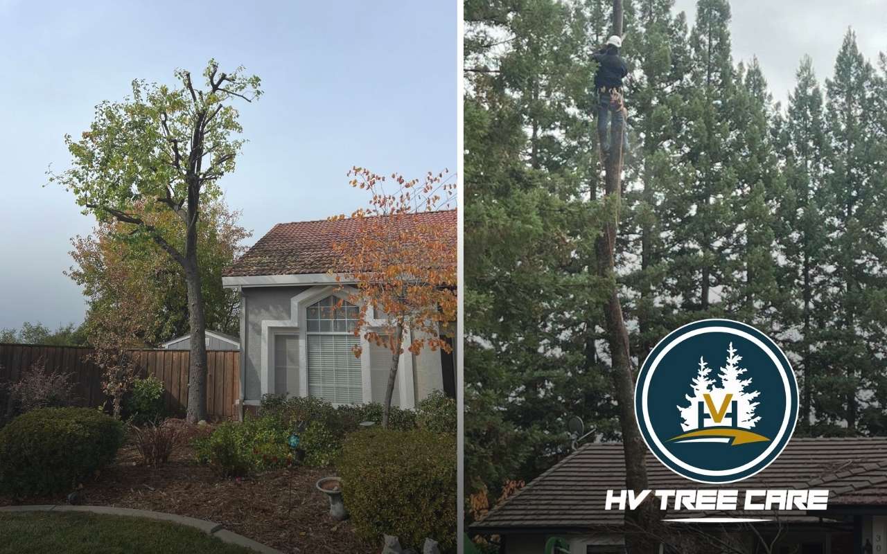 HV Tree Care crew safely removes a fallen tree from a residential property in Placerville, California, after a storm.