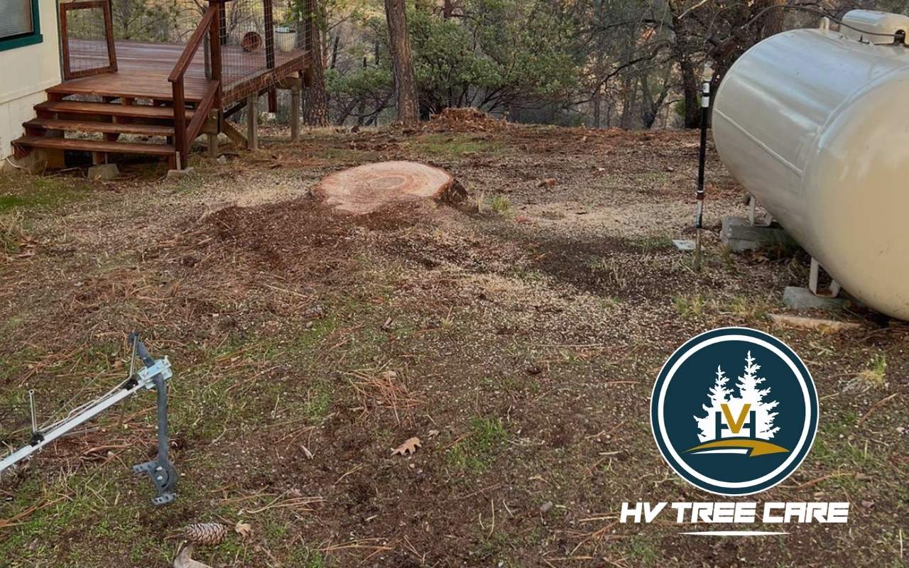 Tree stump being removed with professional grinding equipment