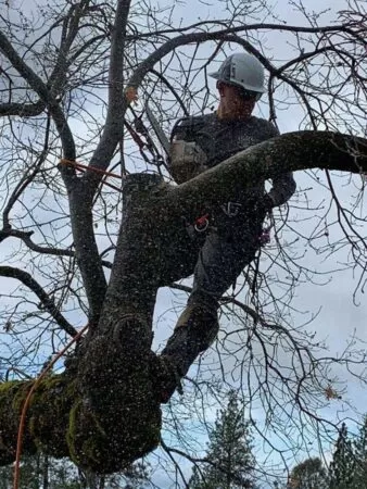 Tree Services