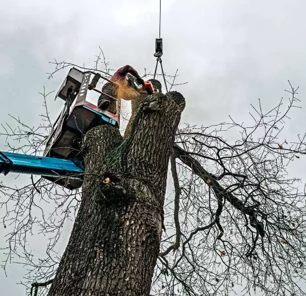 Choose Excellence in Tree Care