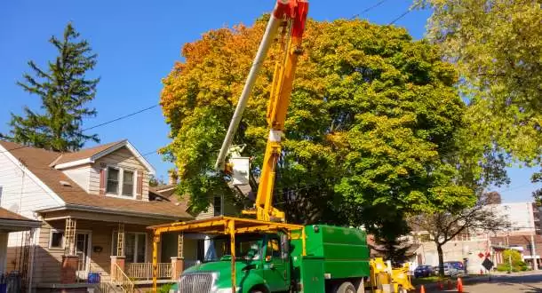 Discover the Value of Tree Services in Folsom, CA