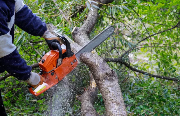 Revitalize Your Garden: Tree Trimming in El Dorado Hills, Ca